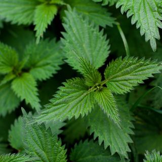 Csalánlevél kivonat (Urtica dioica)